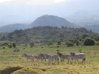 Zebras im Arusha Nationalpark