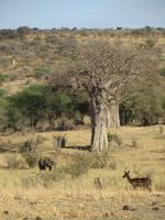 Elefanten im Tarangire Nationalpark