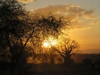 Sonnenuntergang im Tarangire Nationalpark