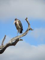 Marabu-Storch 