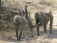 Paviane im Manyara Nationalpark