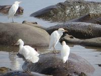 Kuhreiher und Flusspferde, Ngorogoro Krater