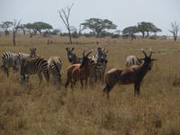 Zebras und Leierantilopen, Serengeti