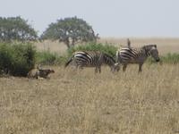Gepard kurz vor der Jagd