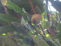 Kakaoschote, Sansibar