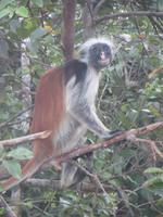 rote Coloboaffen auf Sansibar, Jozani Nationalpark