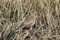 ein Falke in braun (Chimango)