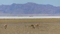 Vicuñas am Salzsee Salinas Grandes