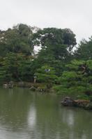 Reiher im Flug - Garten des Kinkaku-ji - Kyoto