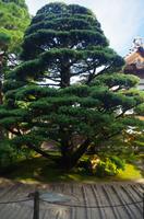 Ginkaku-ji - Silberner Pavillon - Kyoto