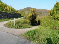 Wanderweg zur Burg Metternich