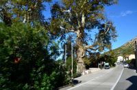 106 Trsteno, Arboretum