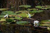 249 Bootsfahrt im Neretvadelta