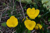 287 Imotski, Goldener Herbstkelch (Herbst-Krokus)