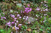 292 Imotski, wilde Alpenveilchen