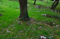 293 Imotski, wilde Alpenveilchen