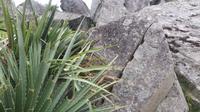 Machupicchu (49)