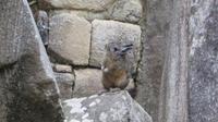 Machupicchu (54)