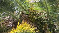 Colonia de Sacramento (42)