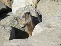 Pebble Beach - 17 Mile Drive
