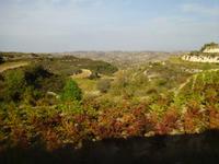 Weingebiet im Troodosgebirge