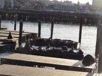 San Francisco -  Dauergäste am Pier 39