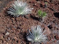 Maui, Vulkan Haleakala - Silberschwert