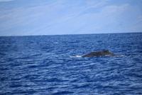 auf Maui - Segeltörn, Walbeobachtungen