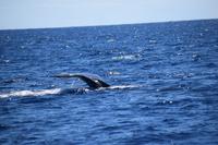 auf Maui - Segeltörn, Walbeobachtungen