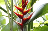 Inselrundfahrt Mahé - Botanischer Garten