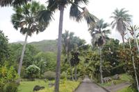 Inselrundfahrt Mahé - Botanischer Garten