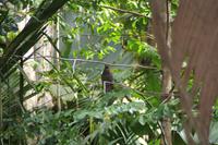 Vallée De Mai Nationalpark - Praslin