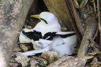 Rundgang auf Cousin Island