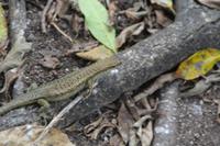 Rundgang auf Aride Island