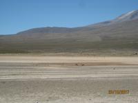 97_Unsere Fahrt in das Colca Tal - die erste Vicuna Herde