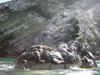 37_Unsere Bootsfahrt zu den Ballestas Inseln