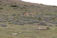 Guanakos im Torres del Paine