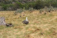Magellangänse im Feuerland Nationalpark