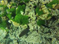 Schnorcheln am Strand vom Hotel New Emerald Cove