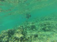 Schnorcheln am Strand vom Hotel 