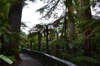 Rotorua - Rainbow Springs - Sequoia-Bäume