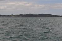 Delfine in der Bay of Islands