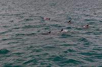 Delfine in der Bay of Islands