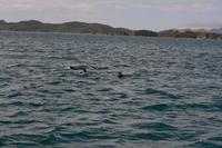Delfine in der Bay of Islands