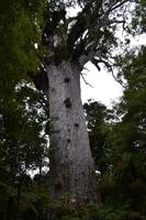 Waipoua Kauri Forest - Tane Mahuta, der Herr des Waldes