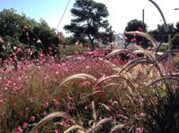 herrliche Blüten und Gräser