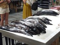 Der schwarze Degenfisch