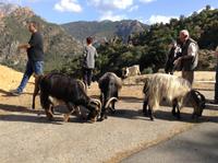 Ziegen am Straßenrand