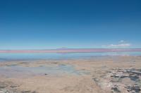 Flamingos am Salzsee