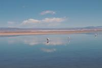 Flamingos am Salzsee